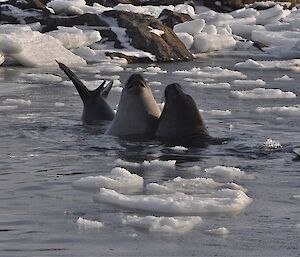 Elephant seals in the water at Davis