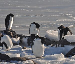 Adelie penguins finishing the moult