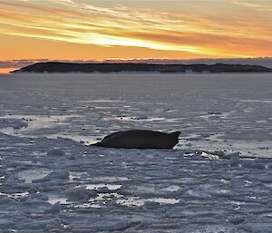 Elephant seals on the ice at Davis