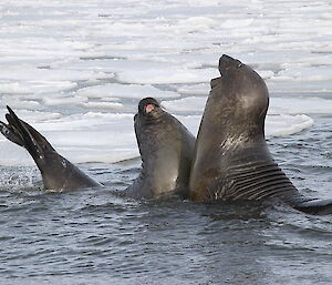 Elephant seals at Davis