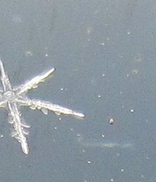 Snowflakes at Davis