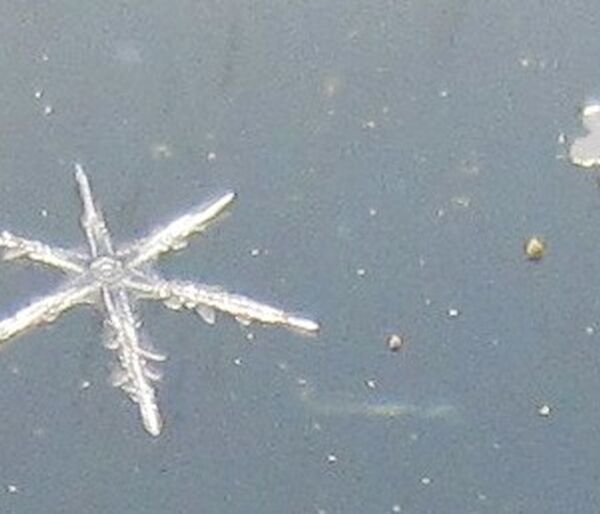 Snowflakes at Davis