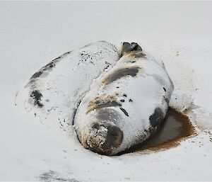 Elephant seals in the snow at Davis