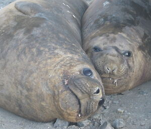 Elephant seals in the snow at Davis