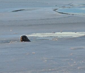 Weddell seal at the Long Fjord narrows