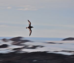 Antarctic Petrel, Vestfold Hills
