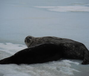 Weddell seals at Davis 2012