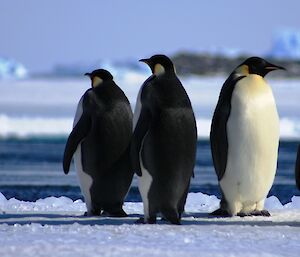 Emperor penguins near Davis