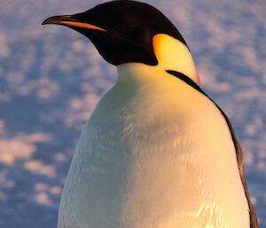 Emperor penguins near Davis