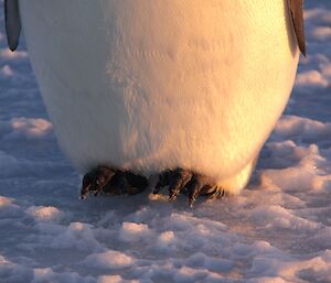 Emperor penguin’s feet near Davis