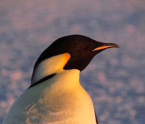 Emperor penguin near Davis