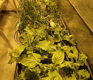 Herbs growing at Davis 2012