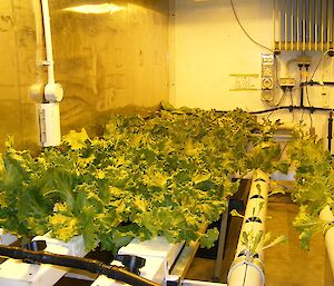 Lettuces in hydroponics at Davis 2012