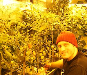 Man pruning hydroponic tomatoes under yellow lights