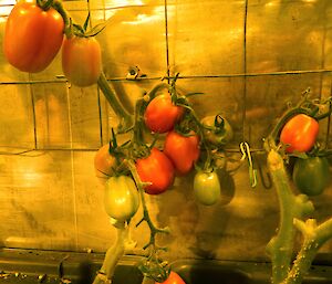 Tomatoes in hydroponics at Davis 2012