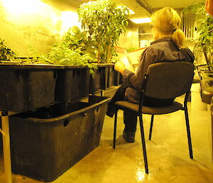 Ali Dean in hydroponics 2012