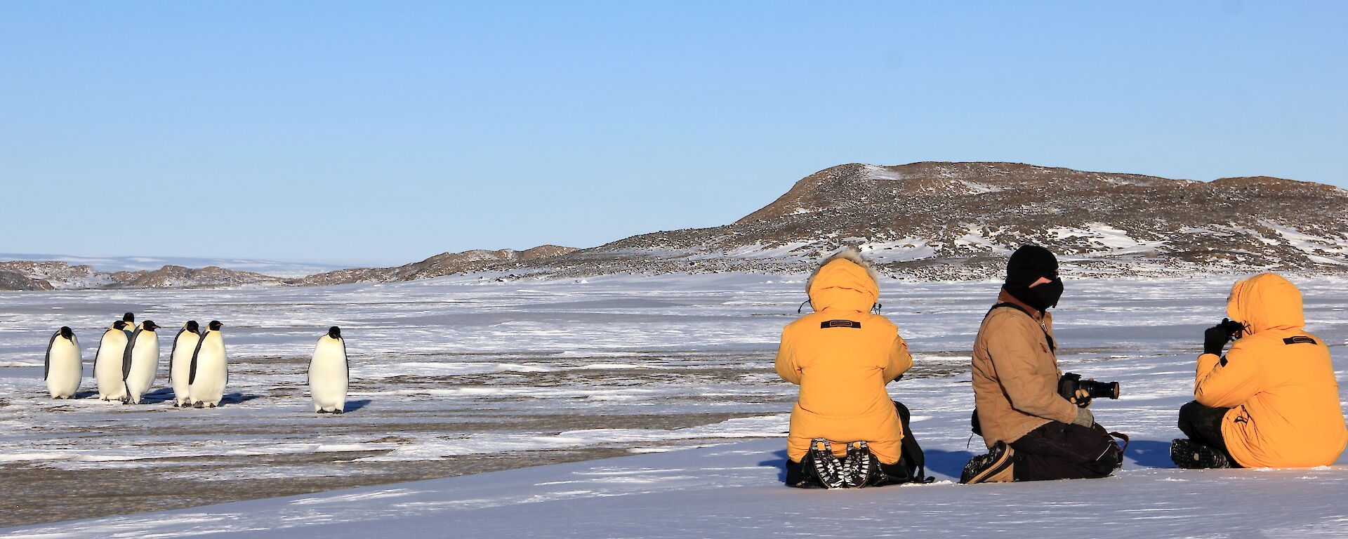 Emperor penguins near Davis