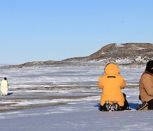 Emperor penguins near Davis