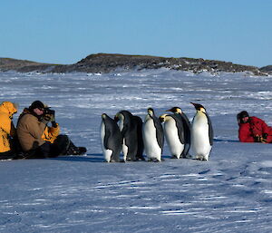 Emperor Penguins having a good look at Davis expeditioners