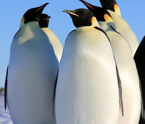 Expeditioners at Davis with emperor penguins