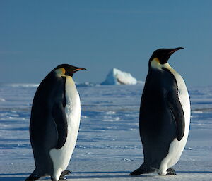 Emperor penguins near Davis