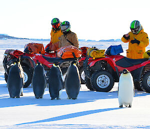 Emperor penguins near Davis check out quad bikes