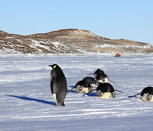Emperor penguins near Davis