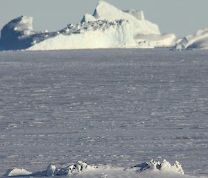 Emperor penguins near Davis winter 2012