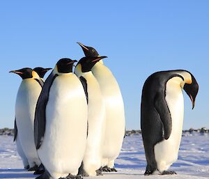 Emperor penguins near Davis