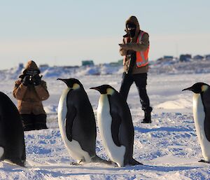 Emperor penguins near Davis