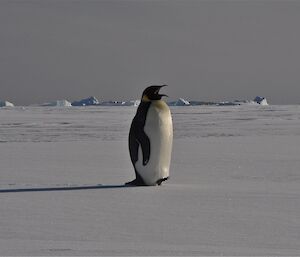 The emperor penguin calls out to the other penguins — time to go!