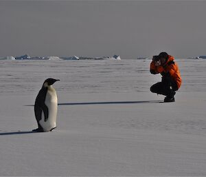 Darryl takes a photo of the emperor penguin