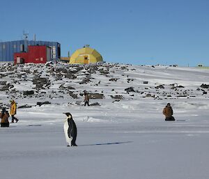 The emperor penguin has plenty of onlookers (the Davis expeditioners)