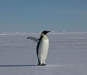 The emperor penguin spreads its flippers