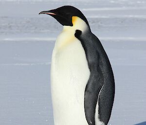 The emperor penguin strikes a perfect pose