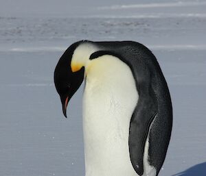 The emperor penguin poses at another angle for the camera