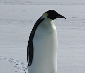 Emperor penguin marches purposefully around station