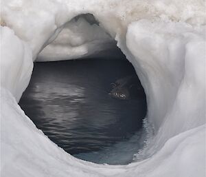 Weddell seal at Davis 2012