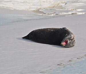 Weddell seal at Davis 2012 yawning on the ice