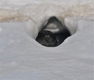 Weddell seal at Davis 2012