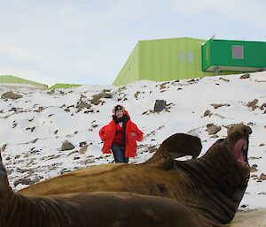 Cardboard Emily and elephant seals at Davis 2012