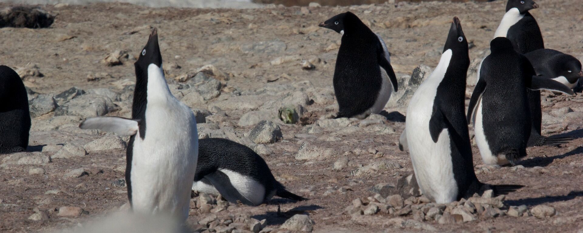 An Adelie penguin shows off