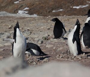 An Adelie penguin shows off