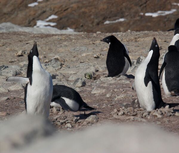 An Adelie penguin shows off