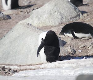 A penguin cleans its coat