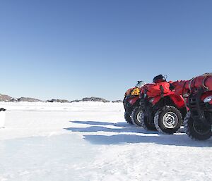 Penguin stands in front of three quads, lined up