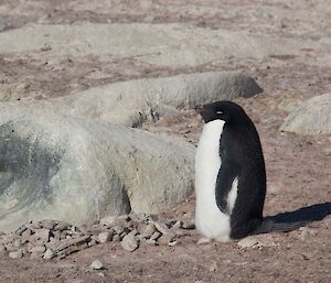 An Adelie penguin near a rock