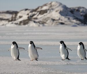 Four penguins at Davis