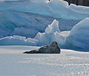 Weddel seal and pup