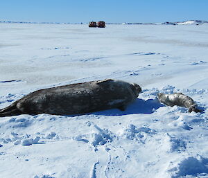 Weddell seal and pup near Plough Island